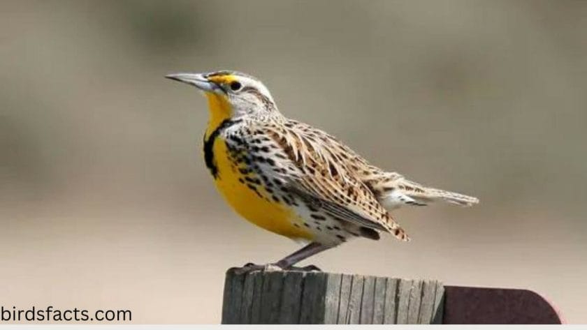 state bird kansas How do these birds behave?