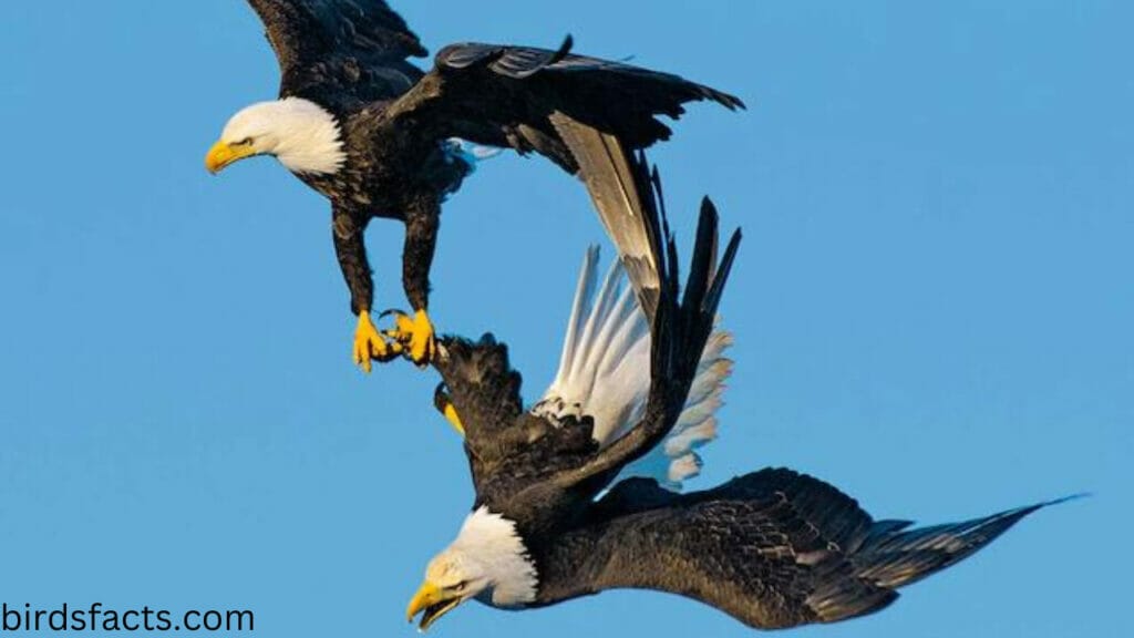 how do birds mate with each other How does bird mating work?