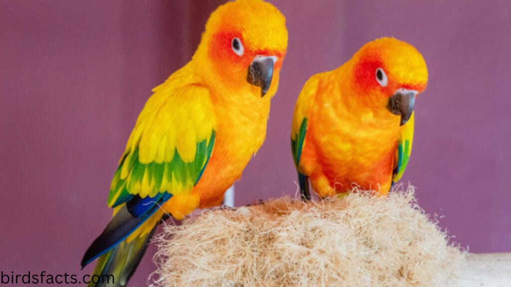 how do birds attract mates How long are birds pregnant?