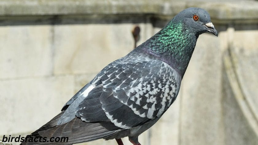 How long do domestic pigeons live?