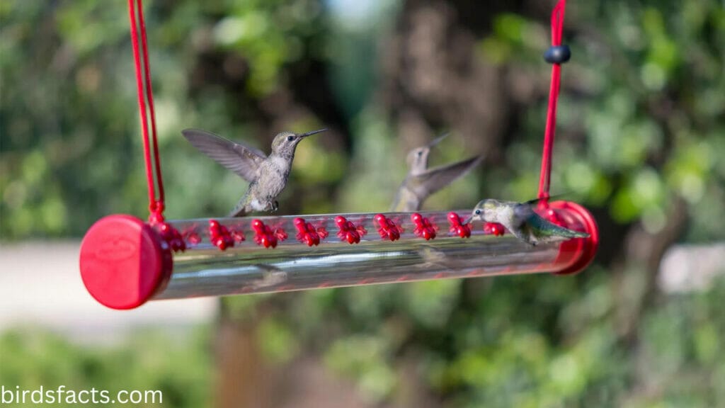 How to Attract Hummingbirds