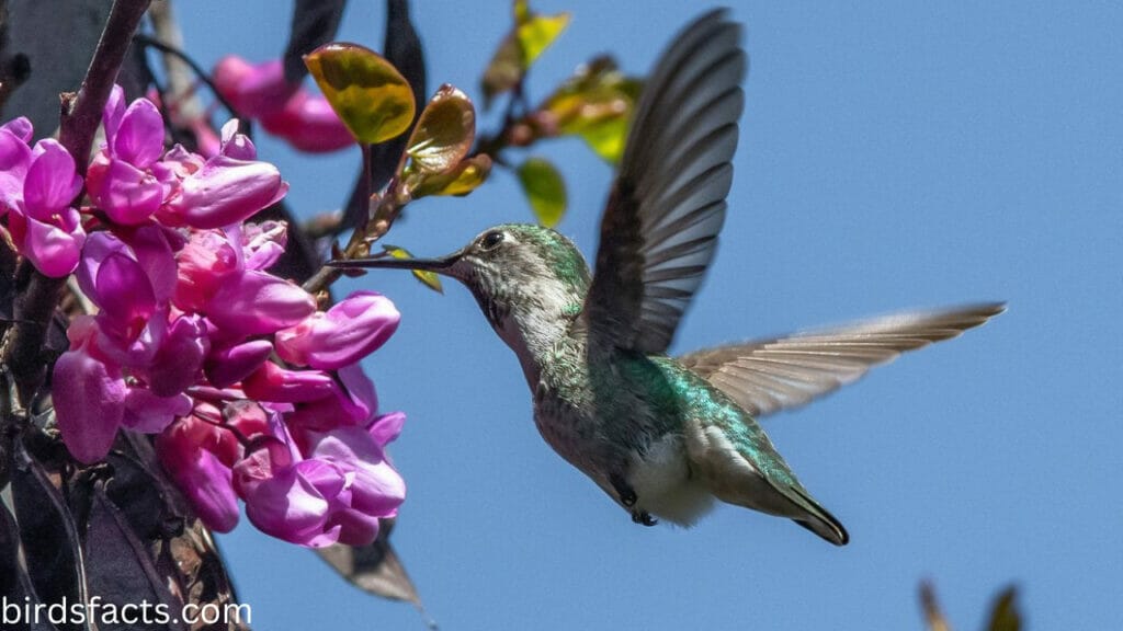 Hummingbird Migration Basics