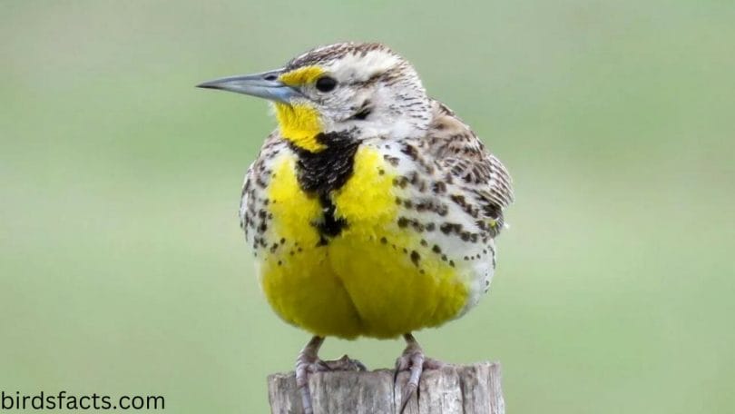 Kansas state bird Breeding and Nesting Information
