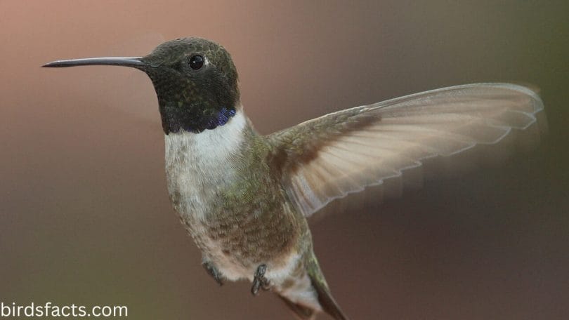 Migrant: Black-chinned Hummingbird