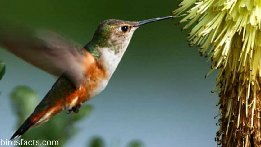 Migrant: Rufous Hummingbird