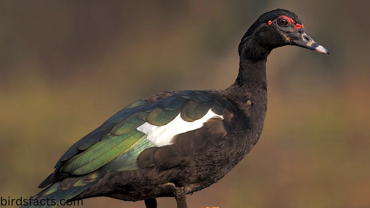 female pekin duck tail