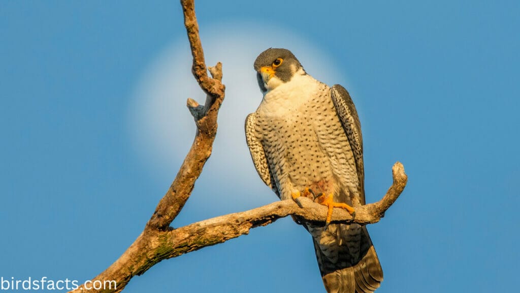 Peregrine Falcon