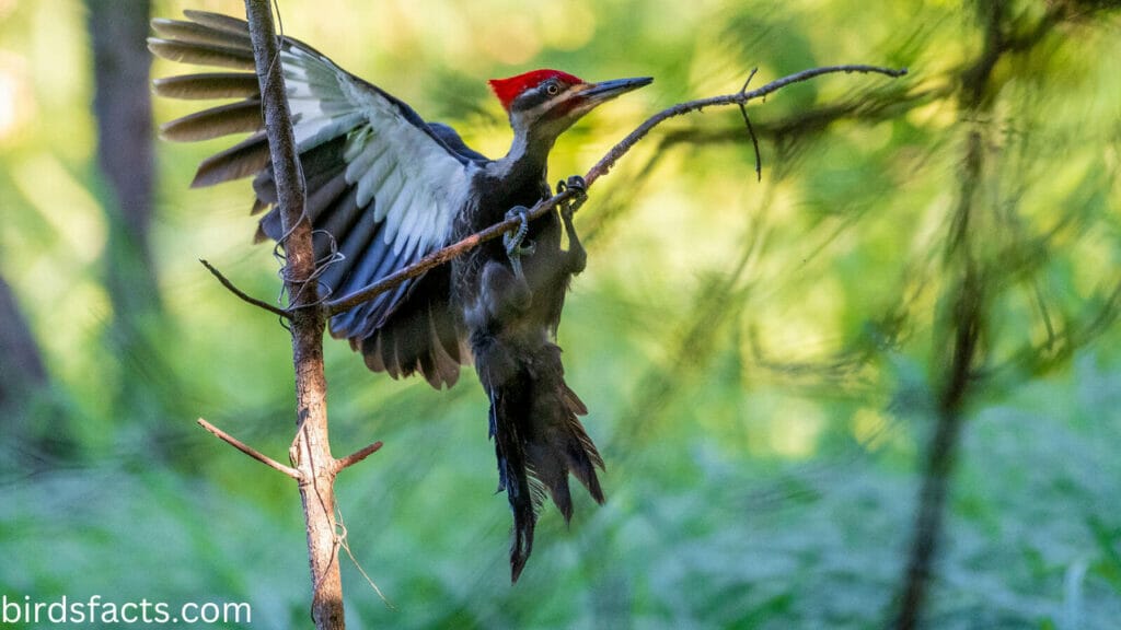 Pileated Woodpecker