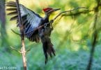woodpeckers in Ohio