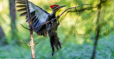 woodpeckers in Ohio
