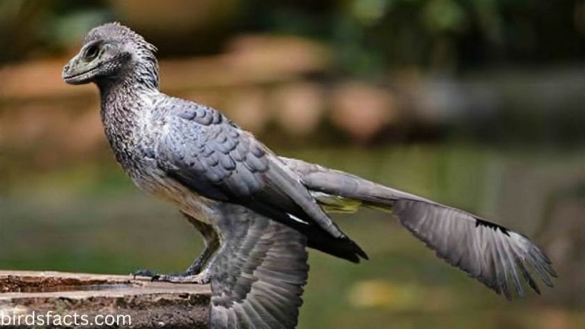 scent bird quiz Prehistoric Bird