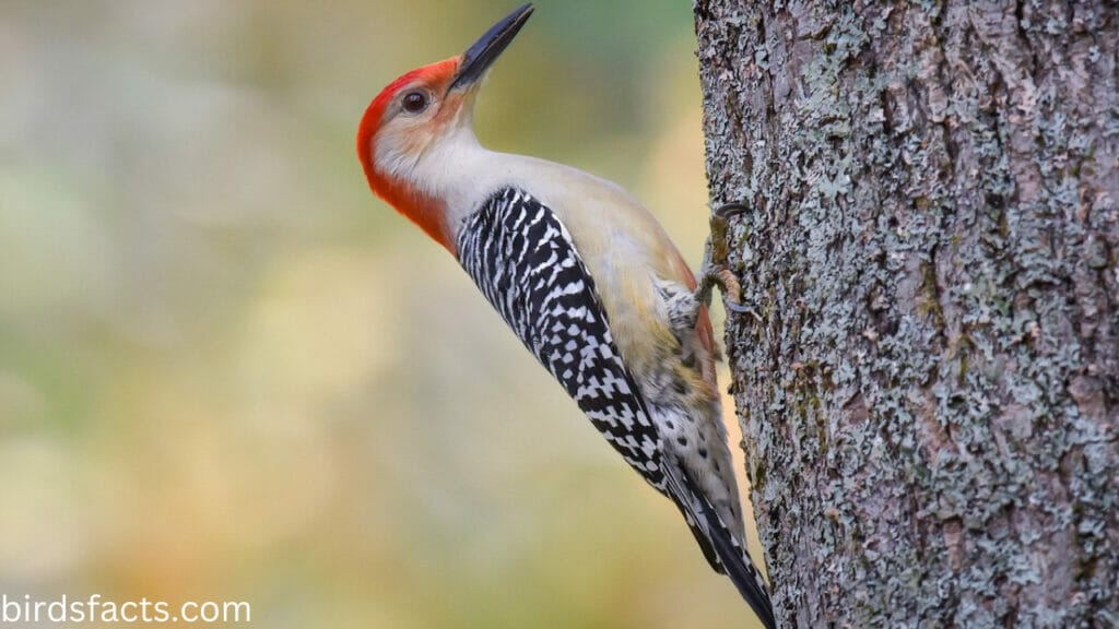 Red-Bellied Woodpecker