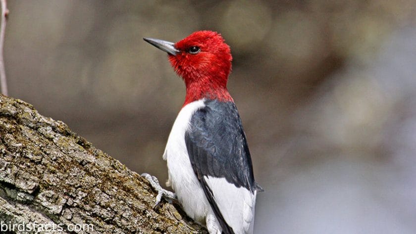 common woodpeckers in ohio Red-Headed Woodpecker
