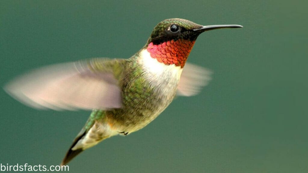 Ruby-throated hummingbird