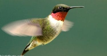 Where do hummingbirds go in the winter?