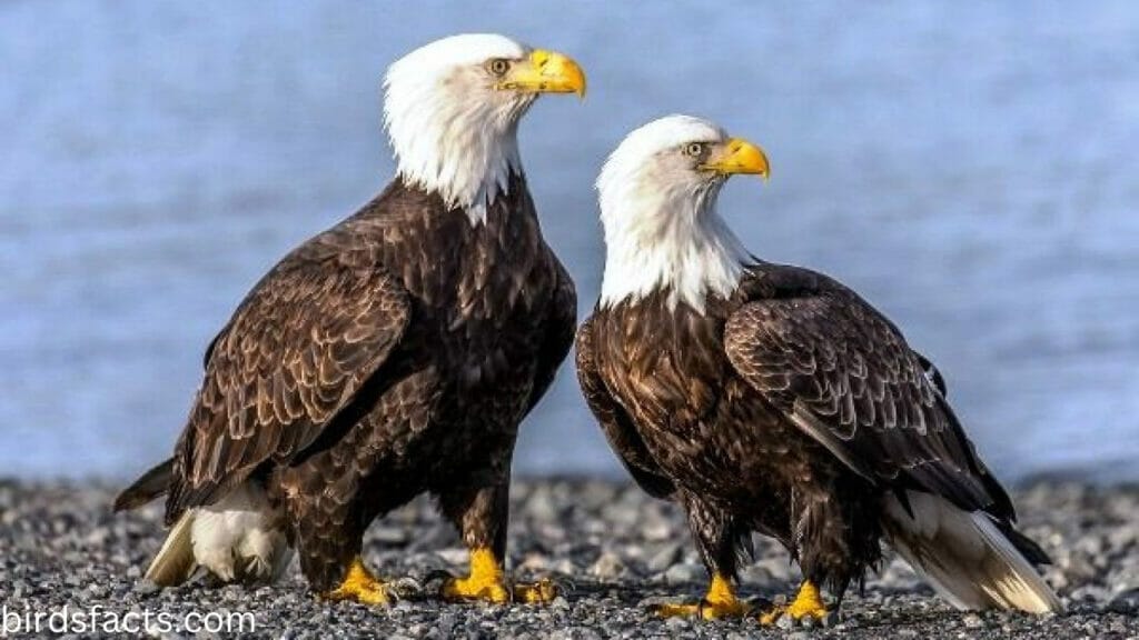 female bald eagle