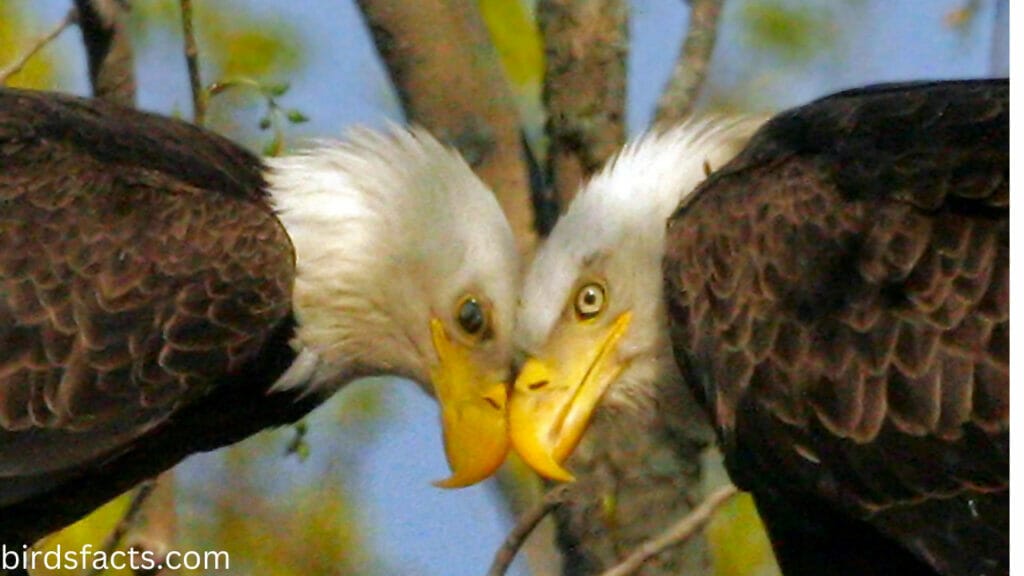 The Female Bald Eagle's Appearance