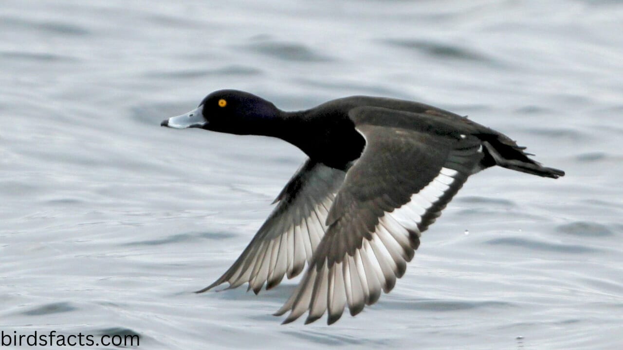 black and white duck crossword