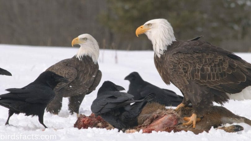 What Do Bald Eagles Eat?