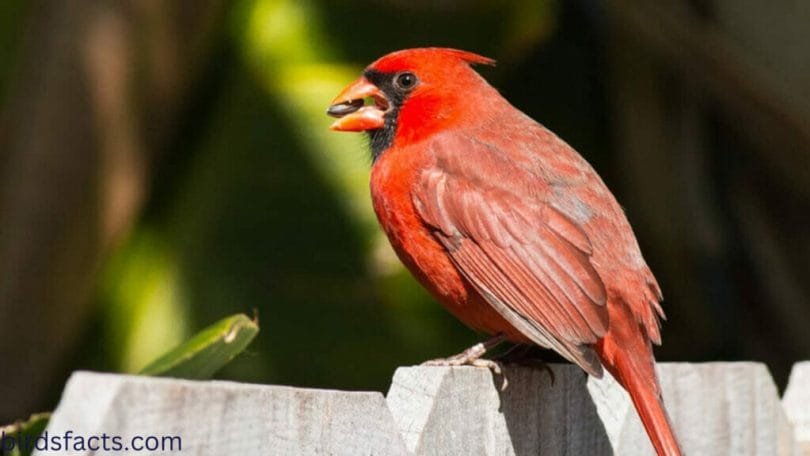 What do Juvenile Cardinals Eat?