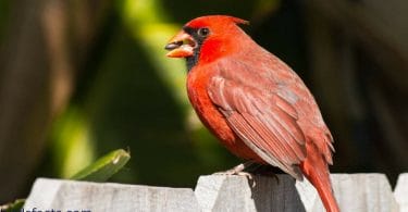 Juvenile Cardinal