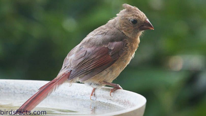 What do juvenile Cardinals look like?