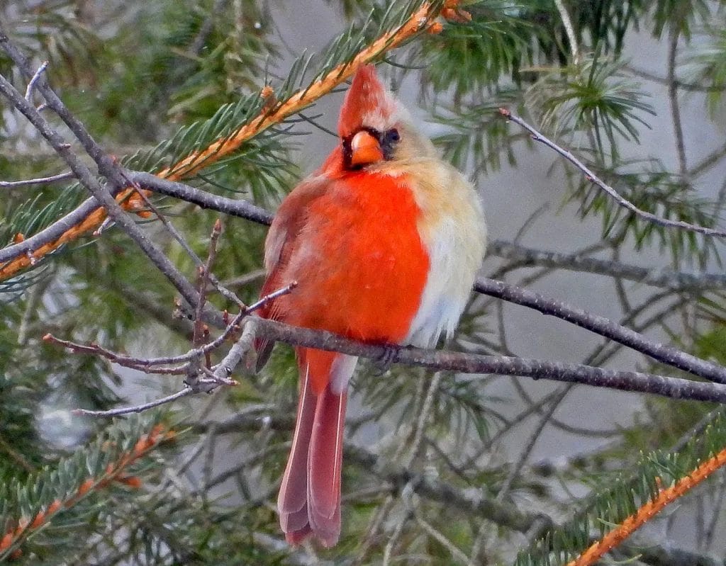 What does a boy cardinal look like?