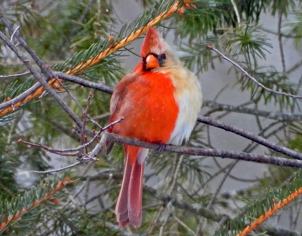 juvenile female cardinal What does a boy cardinal look like?