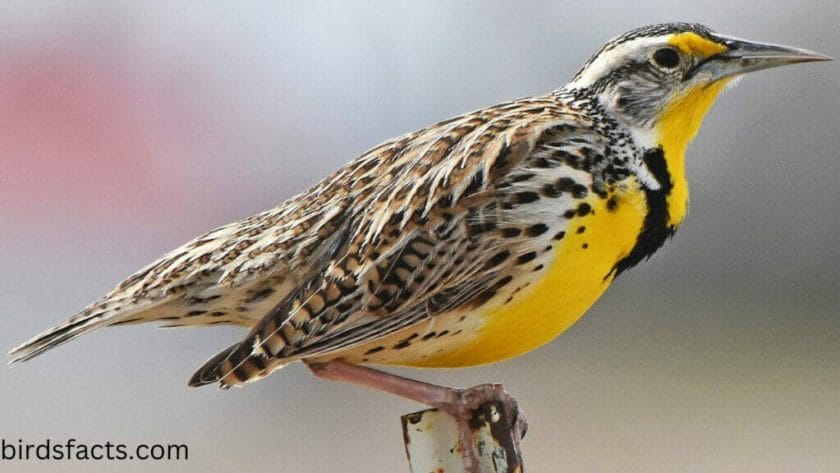 What does the state bird of Kansas eat?