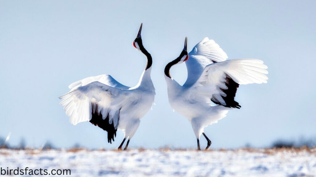 how do birds mate video What is cloaca in birds?