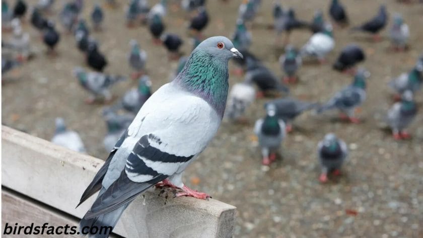What is the Average Lifespan of a Pigeon?