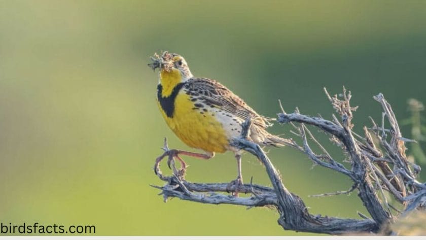 What is the state bird of Kansas?