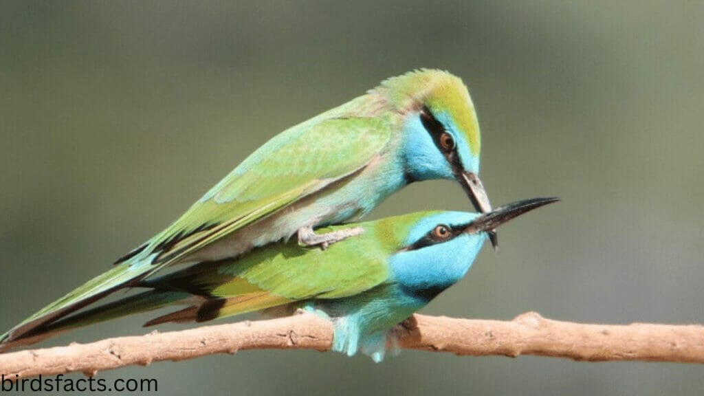 how do birds mate