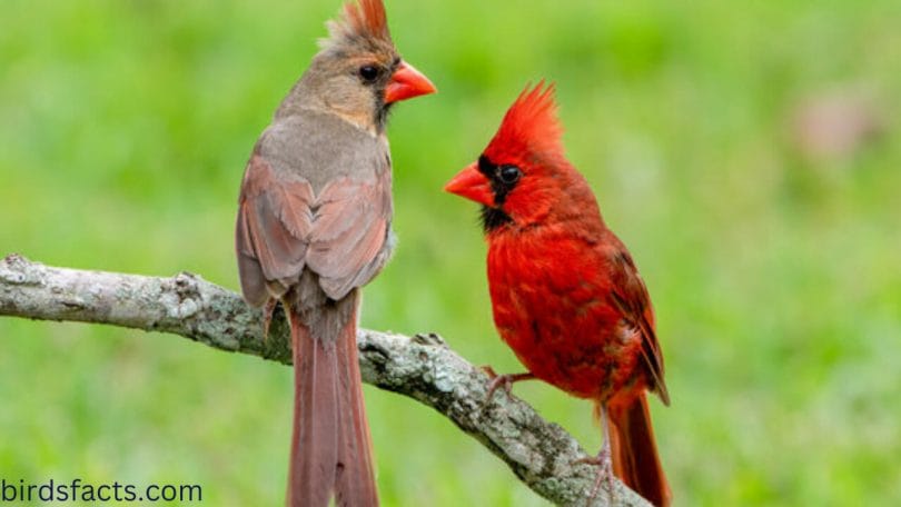 When do juvenile Cardinals molt?