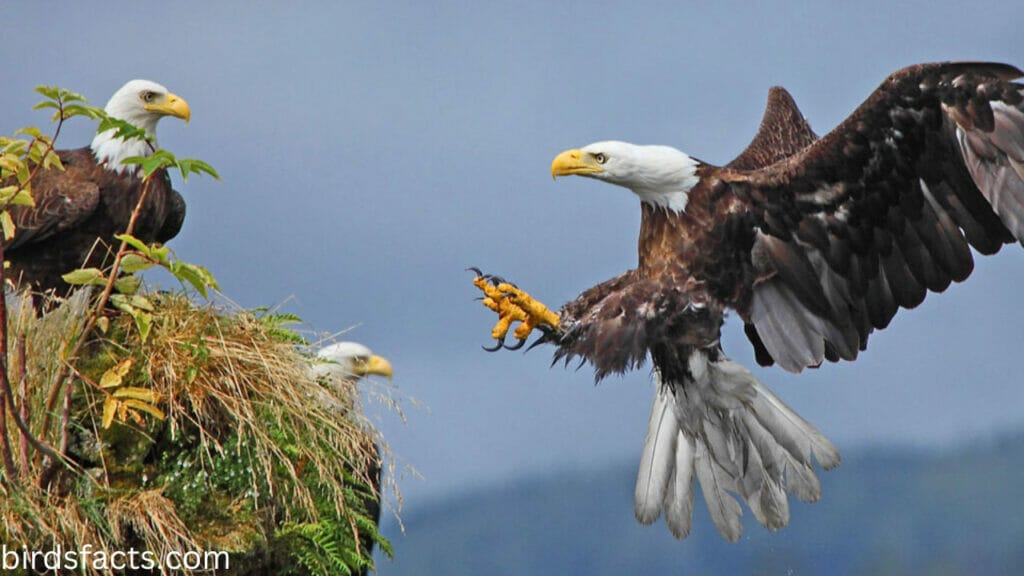 Where Do Female Bald Eagles Live?