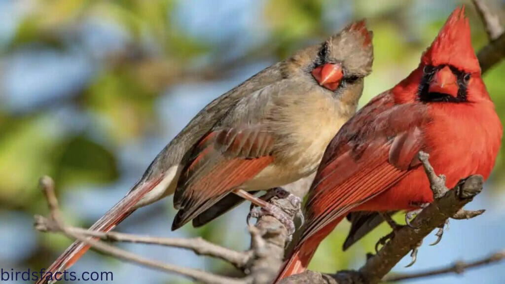 molting juvenile cardinal Where Do Juvenile Cardinals Live?