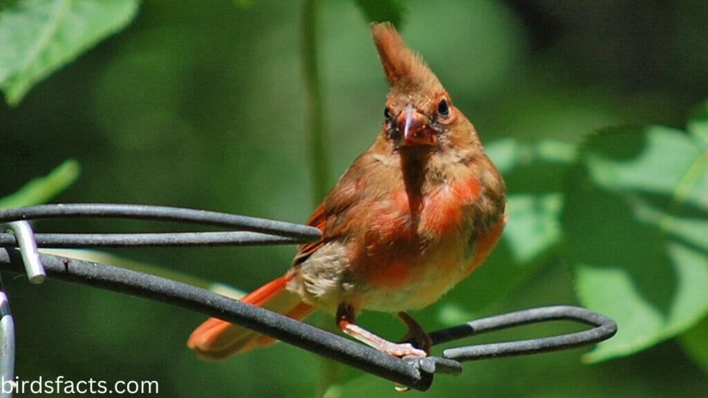 juvenile cardinal images Where to Find Juvenile Cardinals
