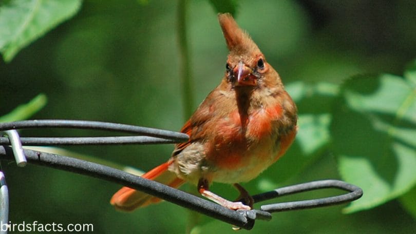 Where to Find Juvenile Cardinals