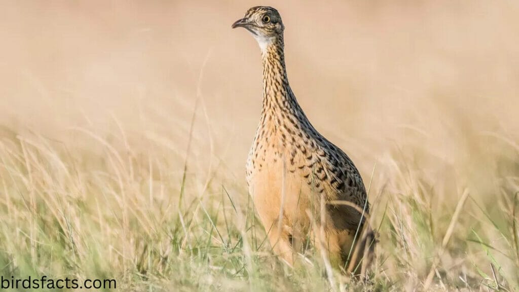 Why did birds lose their penises?