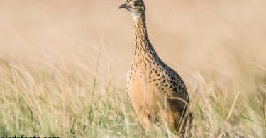 The Complete Guide to How Birds Do Mate