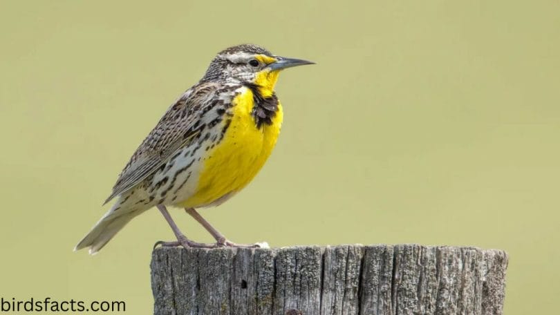 Why is the Western Meadowlark the state bird for Kansas?