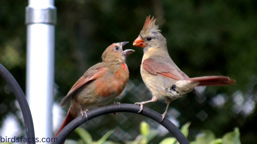 Will juvenile cardinals visit their parents?