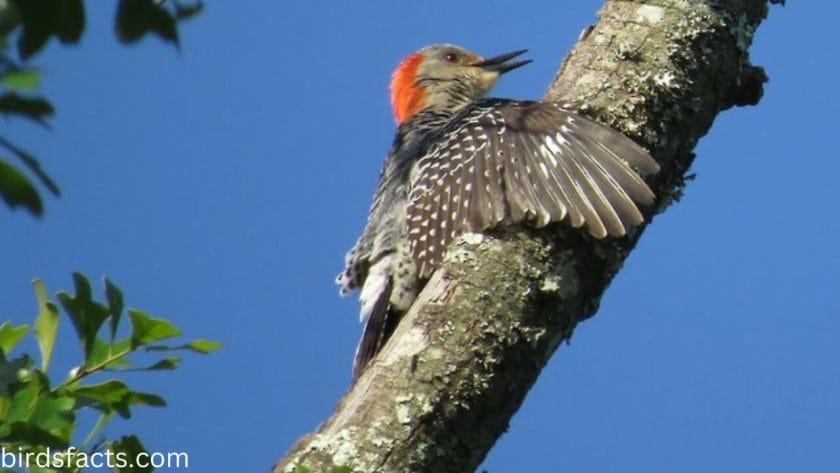 Woodpecker Behavior