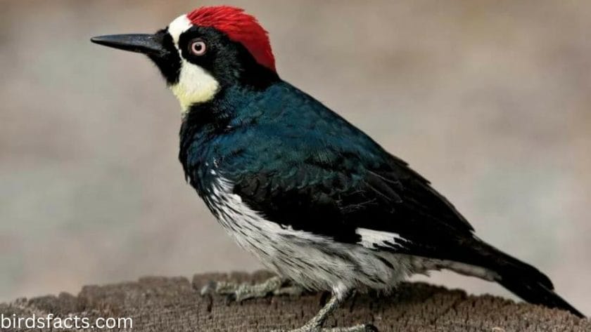 Woodpecker Characteristics