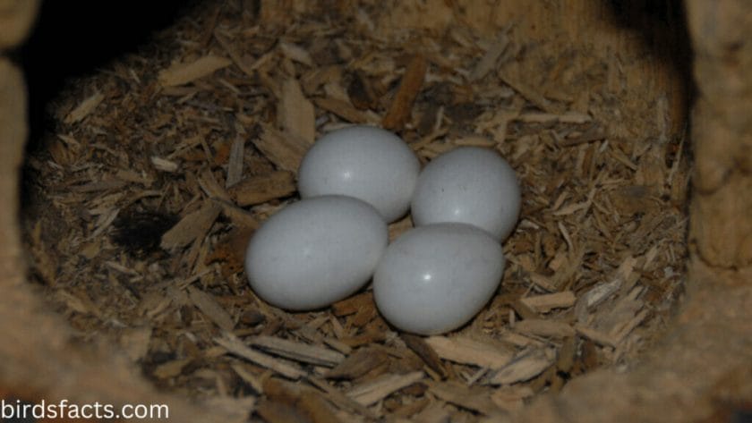 Woodpecker Eggs