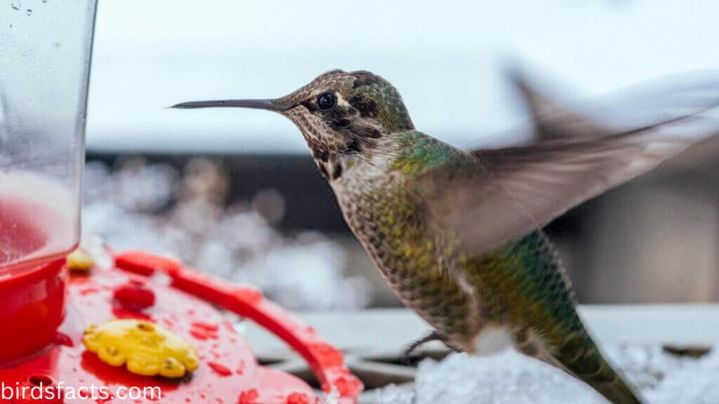 Where do hummingbirds go in the winter?