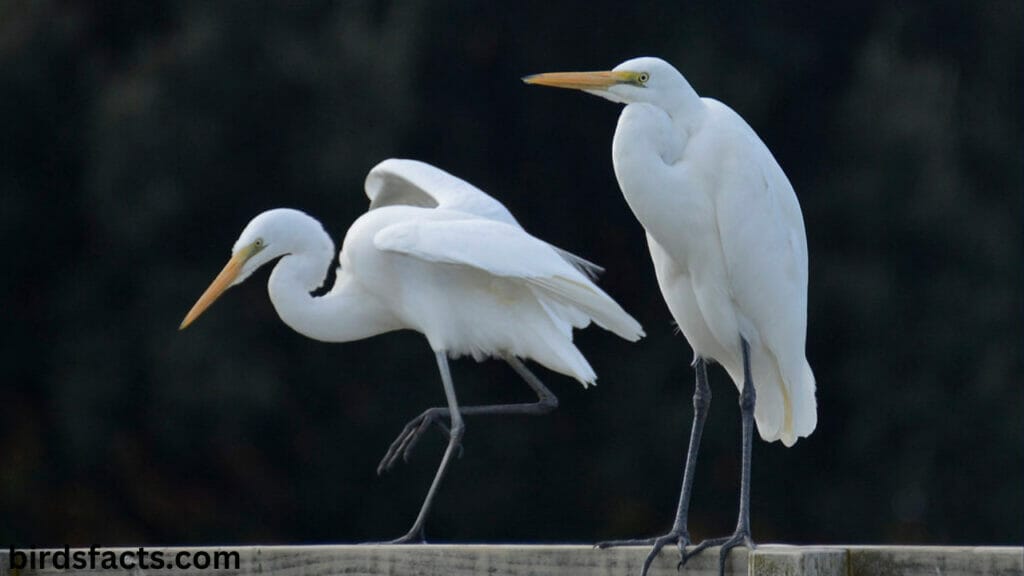 A White Heron A White Heron