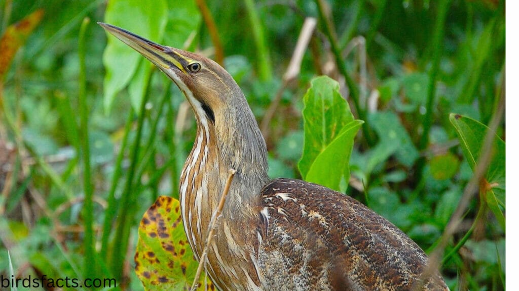 American Bittern