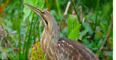 American Bittern Explanation