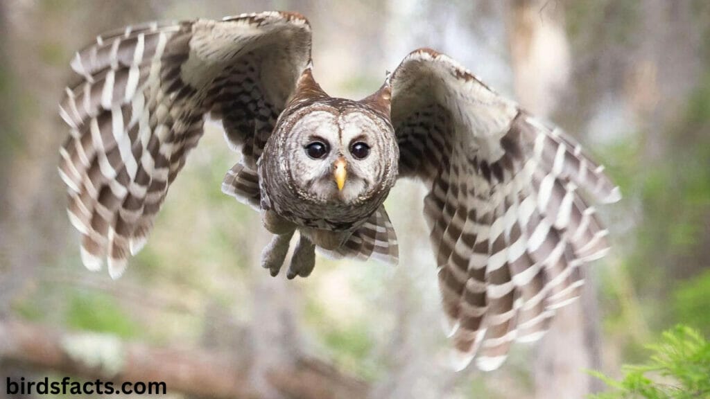 barred owl calls Barred Owl Call